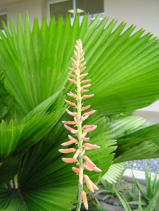 Beautiful Spike